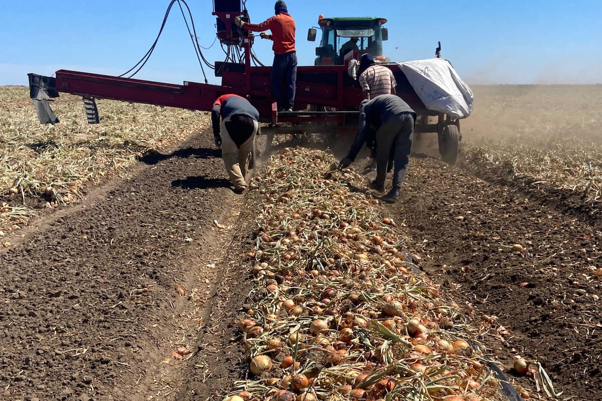 En la provincia hay 400 productores. Secretaría de Agricultura de Río Negro