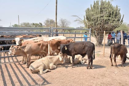 En la provincia se apoyó la compra de reproductores