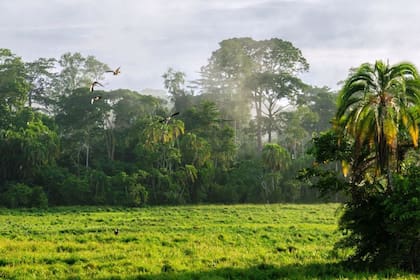 En la región de Lobeke se descubrió a los geckos enanos (Foto: Lobeke National Park)