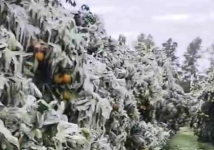 En la región estimaron un 30% de pérdidas