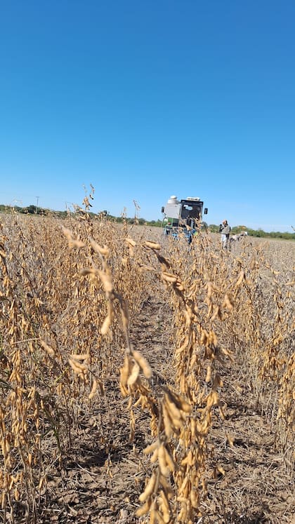 En la Región Pampeana Norte los rindes superaron los 4300 kilos por hectárea y el norte argentino registró los mejores desempeños