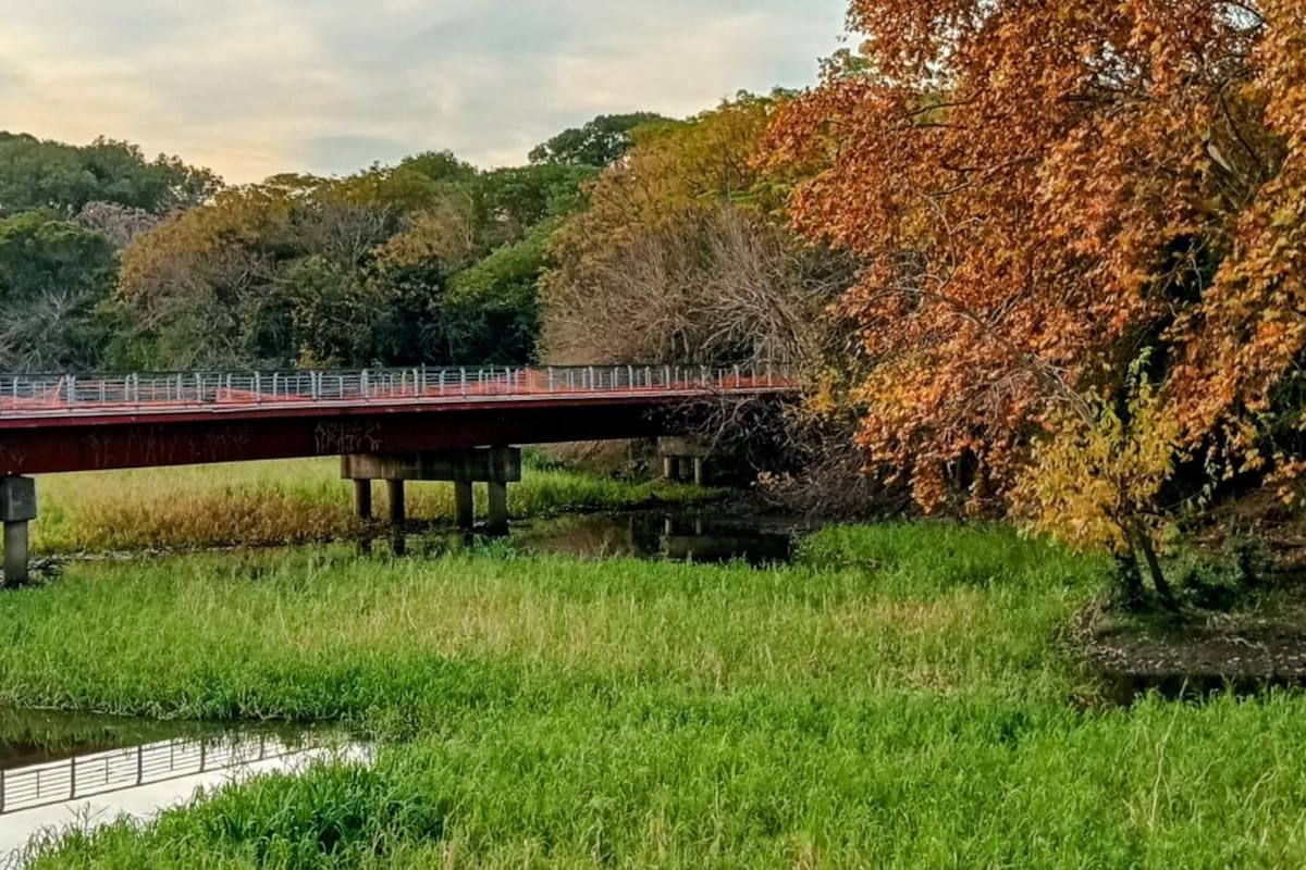 En la reserva ecológica de Costanera Sur —la más conocida— hay 575 especies de plantas y 42 especies de hongos; mientas que se han registrado 522 especies de animales y, entre ellas, las aves representan el mayor número, pero los chicos también podrán buscar y encontrar insectos, arácnidos, reptiles, nutrias o coipos y cuises