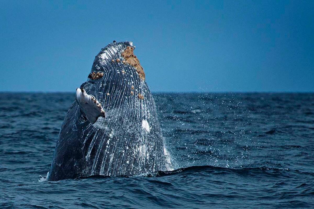 En la reserva hay ballenas (gobierno de Perú)