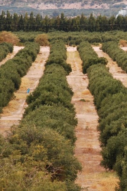 En La Rioja hay más de 27.000 hectáreas cultivadas con olivo, que les dan trabajo a 3000 pequeños productores