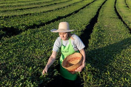 En La Ruta del Té se puede aprender a cosechar el cultivo.