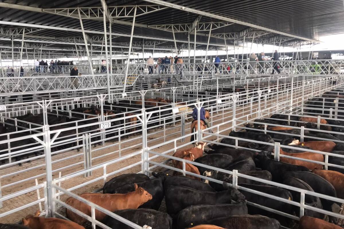 En la segunda jornada de ventas de la semana la oferta cayó de 11.599 a 6869 vacunos en el mercado de Cañuelas