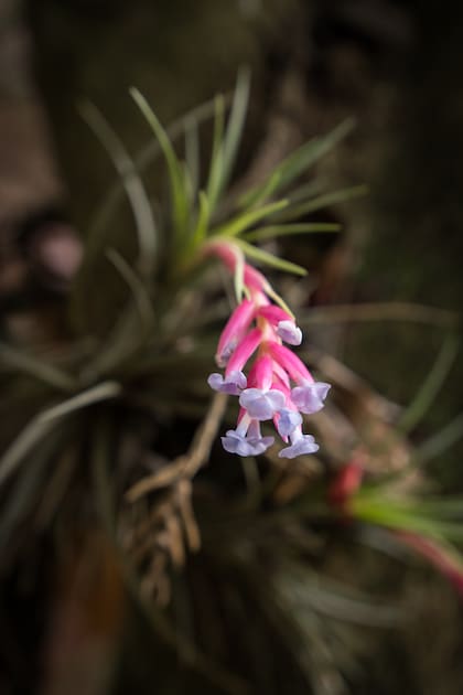 En la selva que rodea a San Ignacio Miní hay todo tipo de bromelias.