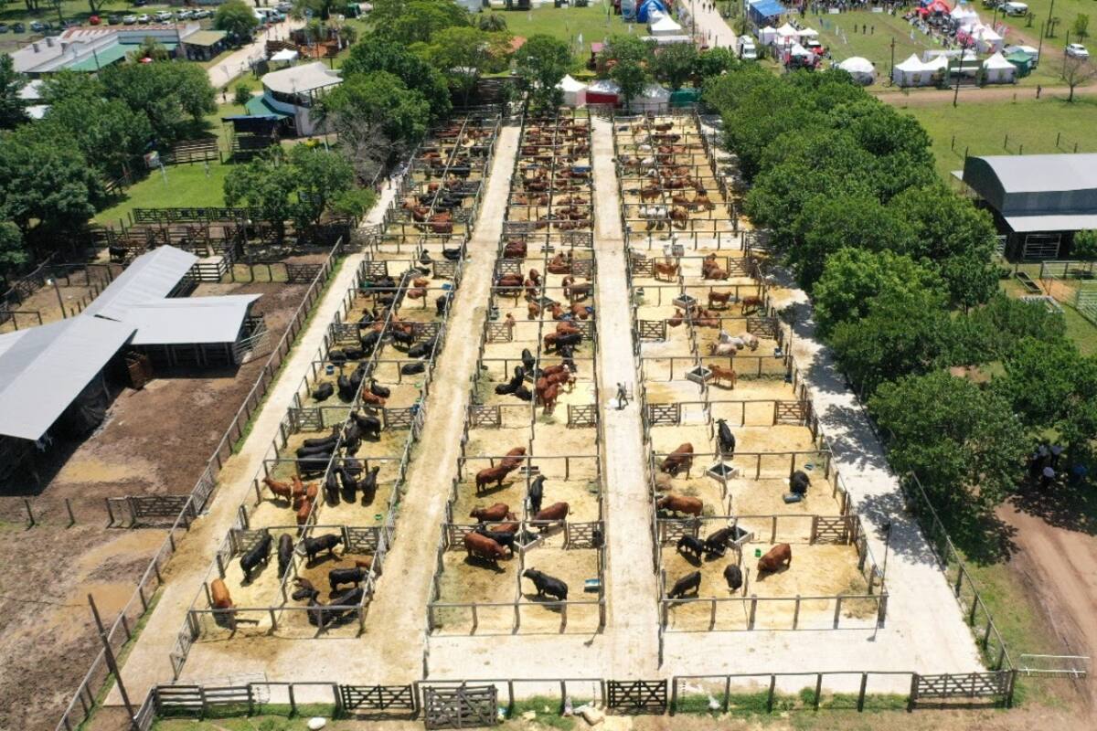En la Sociedad Rural de Corrientes, el evento buscará "generar un espacio para los agronegocios, el conocimiento, la biotecnología"