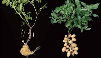 En la superficie, el etuberosum y el tuberosum pueden parecer similares, pero son sus tubérculos almidonados los que hacen de las papas un cultivo tan popular