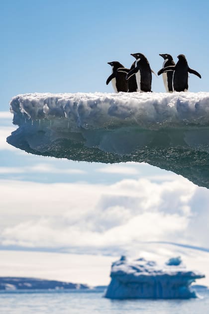 Crucero a la Antártida: cómo es vivir 14 días entre los hielos del continente blanco