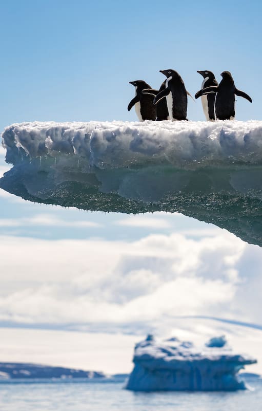 En la temporada 2022/2023, para preservar el lugar de la gripe gripe aviar, todos los cruceros extremaron los cuidados y protocolos de aproximación a la fauna
