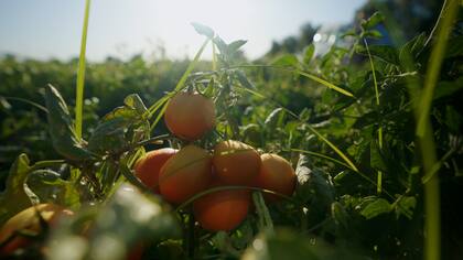 En la transición hacia la agricultura regenerativa se busca modificar la manera de producir y respetar las maneras que tiene la naturaleza de regenerarse a sí misma.