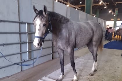 En la última década el promedio de caballos exportados fue de 2800 por año, incluyendo a los de las diferentes razas