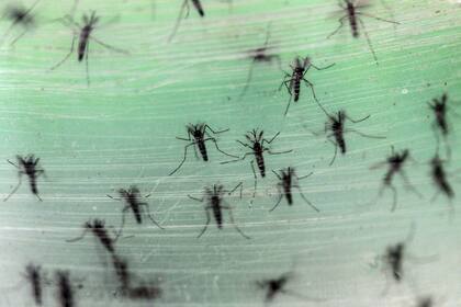 En la última semana, hubo un crecimiento del 100% de los casos de dengue, que transmite el mosquito Aedes aegypti