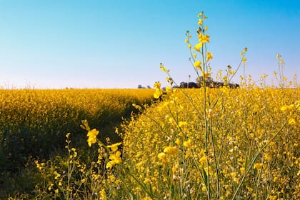 En la Unión Europea quedan alrededor de 420 ingredientes activos autorizados para proteger los cultivos, frente a más de 1000 que había a principios de la década de 2000
