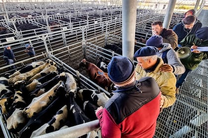 En la venta de las vacas se pagaron hasta 280 pesos, por un lote con 435 kilos de promedio