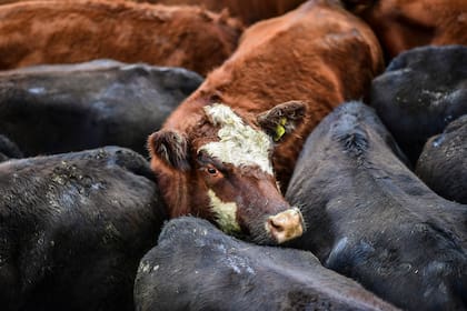 En la venta de las vacas se pagaron hasta $322 por kilo, por un lote con 431 kilos de promedio