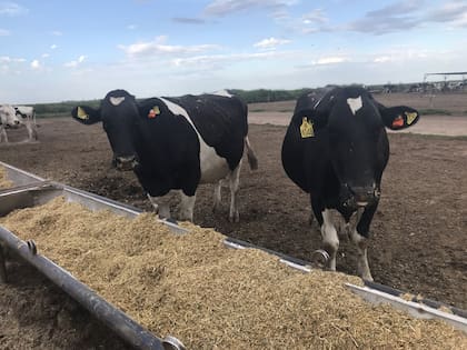 En la versión caravana electrónica, CowManager (Select Sires Inc.) consta de módulos de fertilidad, salud, nutrición y uno muy particular denominada Find my cow, que permite localizar la vaca en el establecimiento con grandes ventajas para realizar tareas como inseminación artificial, tratamientos sanitarios, etc