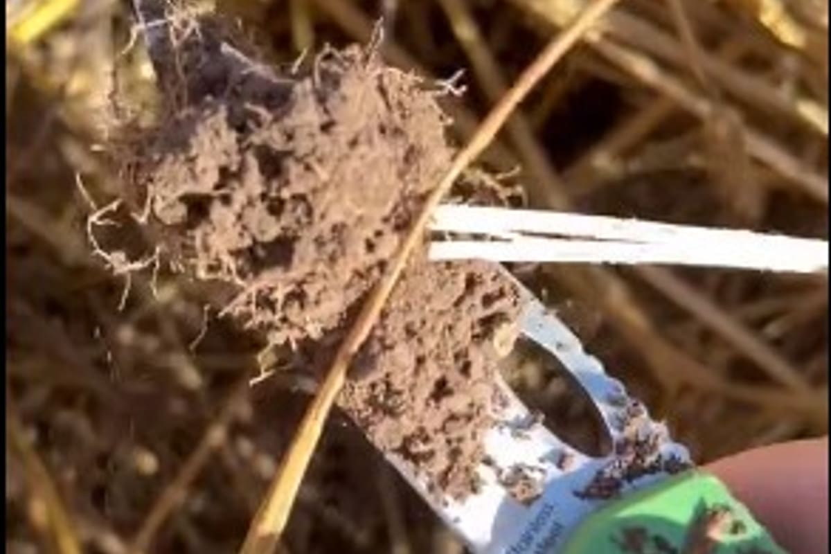 En la zona agrícola núcleo hay lugares sin humedad para hacer soja de segunda sobre el trigo
