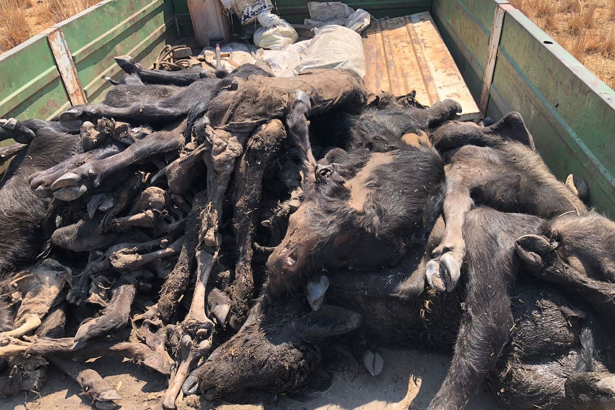 En la zona de esteros quedan superficies quemadas que lesionan las pezuñas. Los animales caen y no vuelven a levantarse, con lo cual terminan muriendo allí