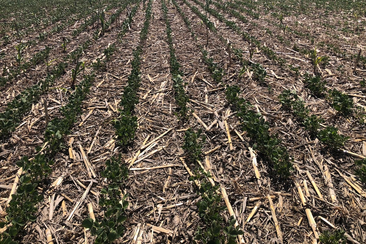En la zona de Monte Buey, Córdoba, una soja sufre el impacto de la sequía. Foto Juan P. Ioele