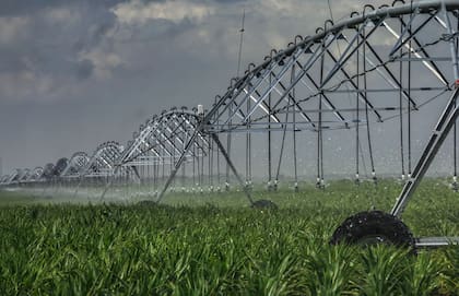 En la zona de Pieres, a unos 50 kilómetros del puerto de Quequén, en unas 1000 hectáreas bajo riego trabajan con maíz para semilla y semillas de pasturas