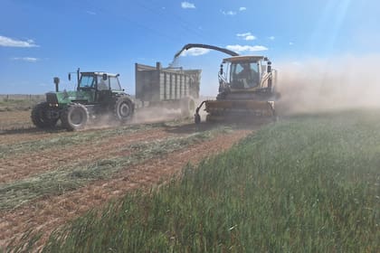 En la zona de San Carlos, Santa Fe, un lote de trigo picado por la expectativa de bajo rinde debido a la sequía
