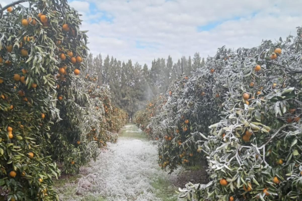 En la zona de San Pedro y Baradero, las heladas de los últimos días fueron muy fuertes