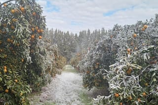 La ola polar dejó un panorama desolador en una tradicional zona productiva