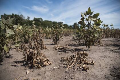 En la zona de Sanford, Santa Fe, la soja se encuentra muy afectada por la sequía