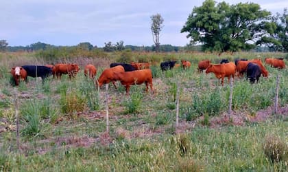 En la zona del Delta, en Campana y San Fernando, hay unos 50 productores con 20.000 cabezas de ganado