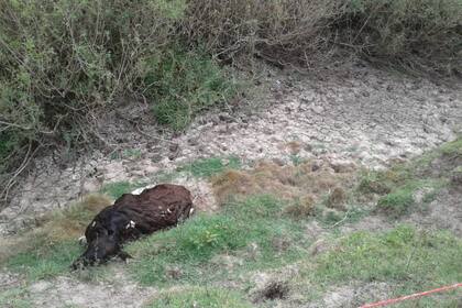 En la zona donde produce Carlos Borré hay una importante mortandad de hacienda