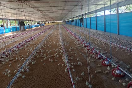 En la zona hay varias granjas avícolas que podrían verse afectadas si se propaga la enfermedad