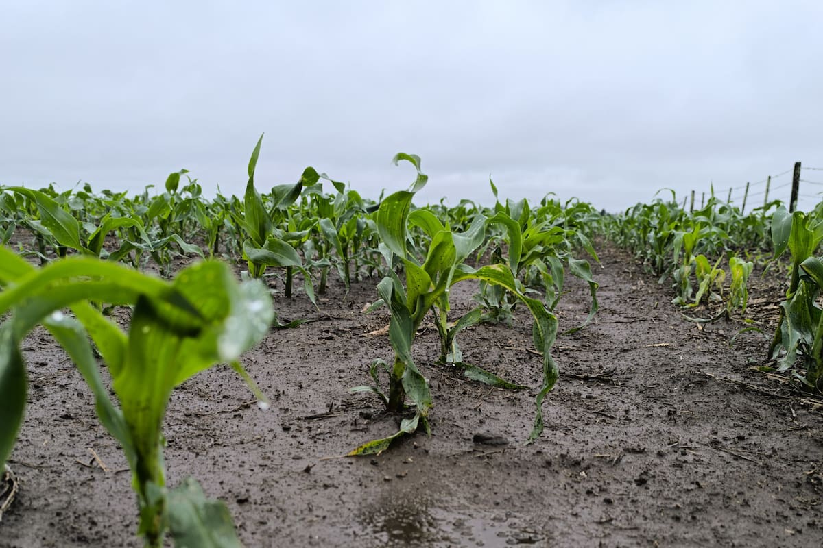 En la zona núcleo daría lugar a un margen neto de 372 dólares por hectárea en campos alquilados