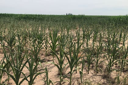 En la zona núcleo el maíz fue severamente afectado por la sequía