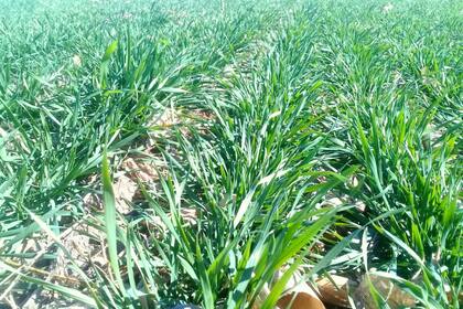 En la zona núcleo hay 400.000 hectáreas en una condición regular, según la BCR