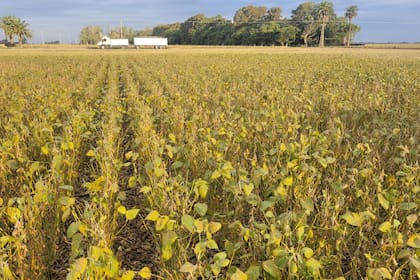 En la zona núcleo la seguidilla de lluvias afectó la recolección