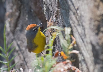 En las 5650 hectáreas de El Nío ya registraron más de 190 especies de aves
