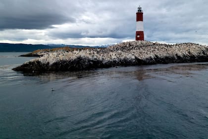 En las aguas del Canal Beagle conviven especies marinas que podrían desaparecer.