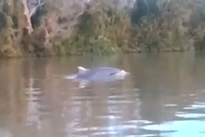 En las aguas del Paraná filmaron a un delfín nadando, que está en peligro de extinción