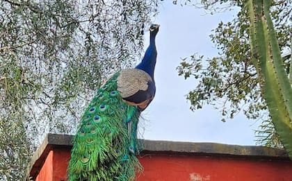 En las antiguas estancias se destacaba la colorida presencia de los pavos reales. Foto: Emiliano Tagle
