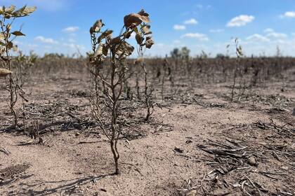 En las aseguradoras advierten sobre las graves consecuencias que generan fenómenos como la sequía