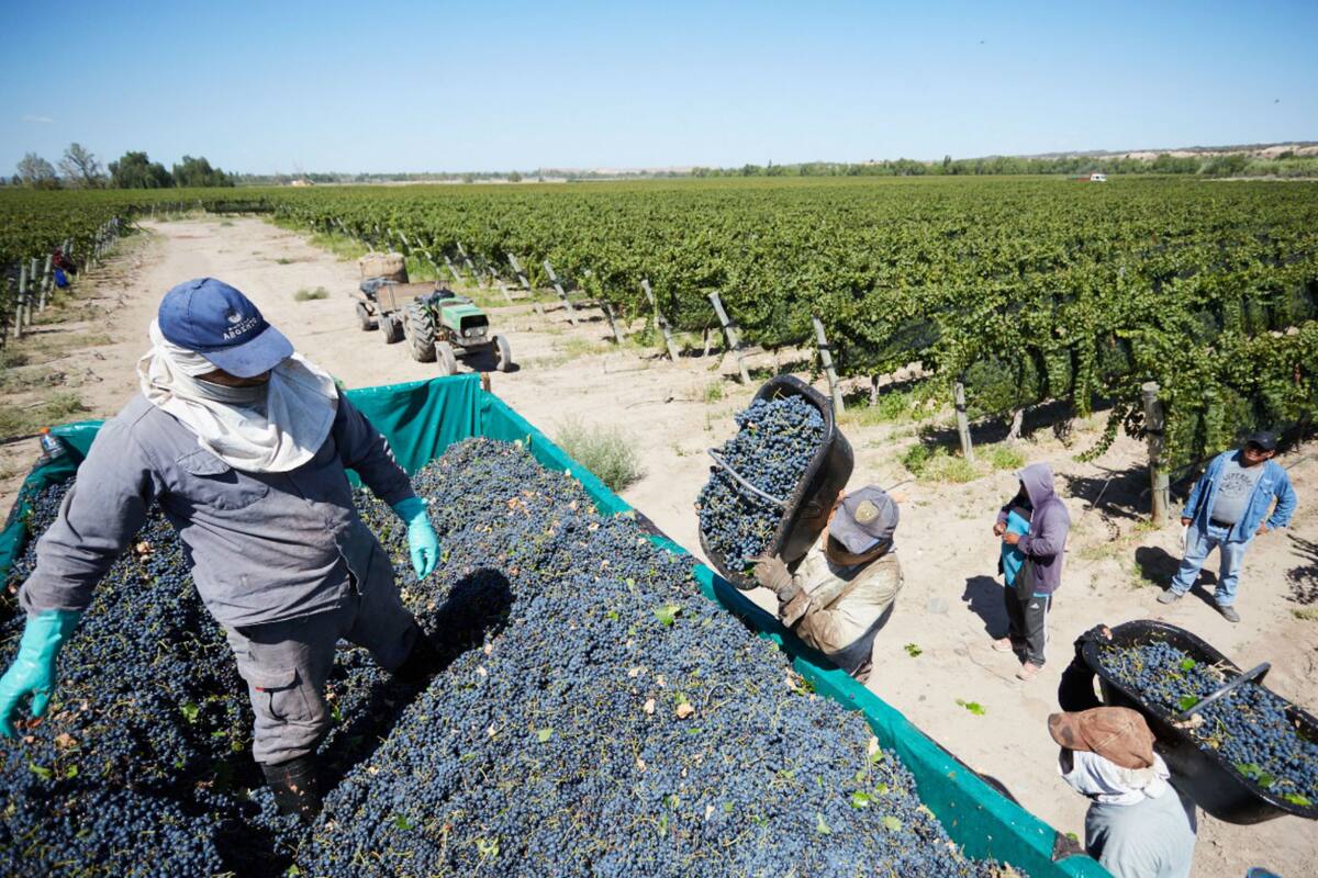 En las fincas ya se hizo la mitad de la vendimia