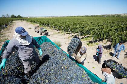 En las fincas ya se hizo la mitad de la vendimia