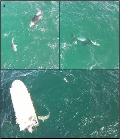 En las fotografías aéreas se puede ver el ataque de las orcas a los tiburones