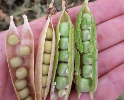 En las hectáreas agrícolas de 25 de Mayo hacen arvejas