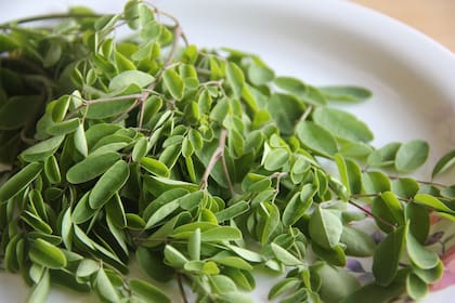 En las hojas de moringa es donde se encuentra la concentración más elevada de antioxidantes