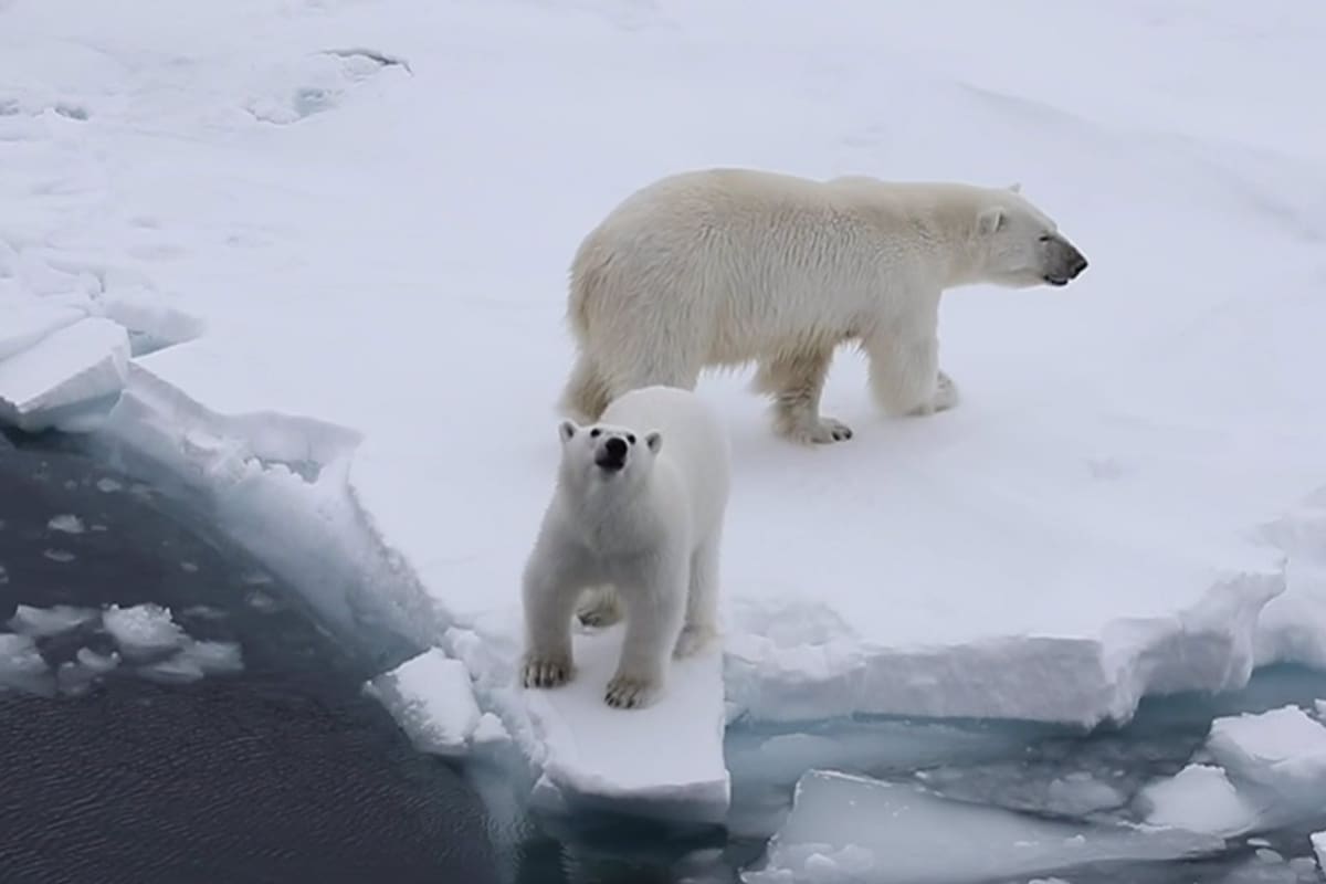En las imágenes se puede ver al cachorro rugir varias veces antes de regresar con su madre