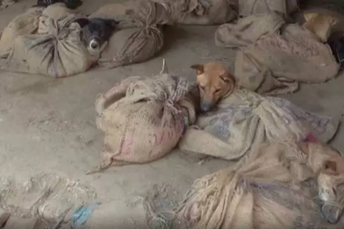 En las imágenes se puede ver el maltrato y tráfico de muchos animales para ser comercializados. Fuente: PETA