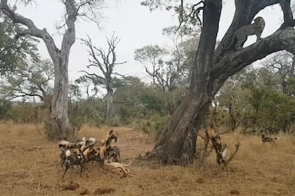 En las imágenes se ve como tres especies diferentes de animales feroces se disputan a un impala, en el Parque Nacional Kruger, en Sudáfrica